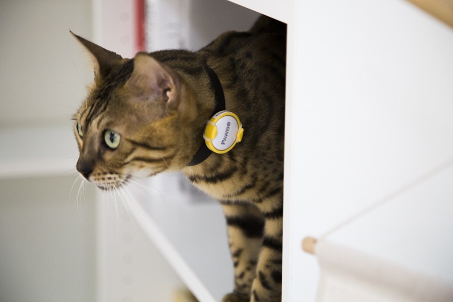 Kedi ve Köpekler İçin Akıllı Tasma Pawbo iPuppyGo